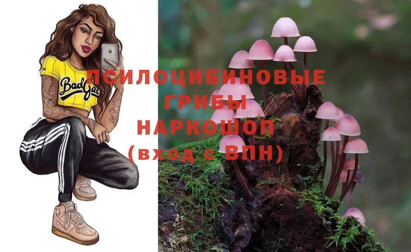 купить   Тайга  Галлюциногенные грибы Magic Shrooms 